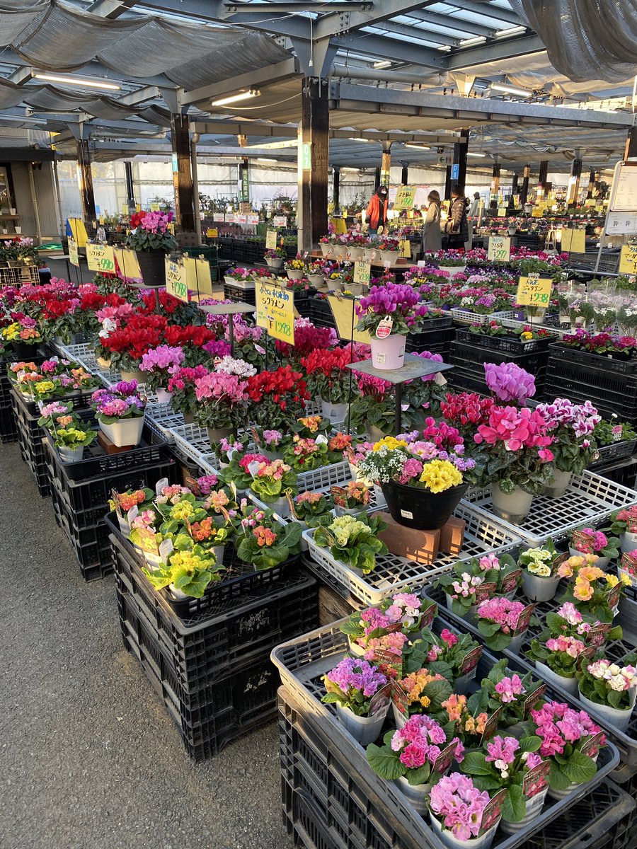 42x6SHhhviUkpLd's tweet photo. ร้านดอกไม้ในNabananosato🌷💐🥹
ฤดูหนาวแต่บานอยู่🥰
#มิเอะ #Nabananosato #ร้านดอกไม้ #ทิวลิป #การประดับไฟ #เที่ยวคนเดียว #เที่ยวญี่ปุ่น https://t.co/ZzK1SpHGQj