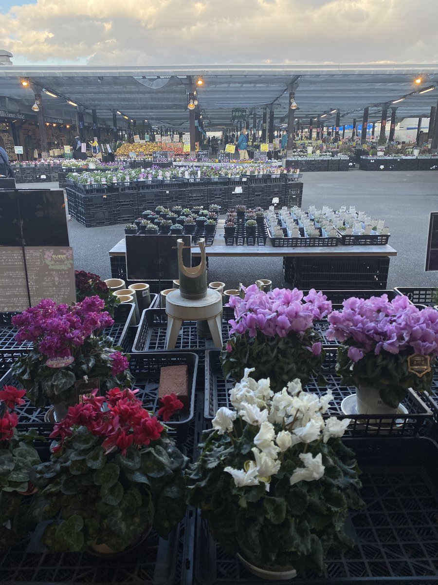 42x6SHhhviUkpLd's tweet photo. ร้านดอกไม้ในNabananosato🌷💐🥹
ฤดูหนาวแต่บานอยู่🥰
#มิเอะ #Nabananosato #ร้านดอกไม้ #ทิวลิป #การประดับไฟ #เที่ยวคนเดียว #เที่ยวญี่ปุ่น https://t.co/ZzK1SpHGQj