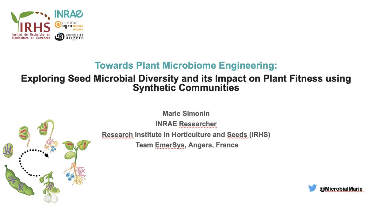 Excited to give a seminar today at @univgroningen on Plant Microbiome Engineering using seed microorganisms 🌾🦠 Featuring PhD student work @GontranA & collab with @ashley17061 Online at this link (start 15h30): meet.google.com/ngd-sqnd-ibj Thanks @SallesFalcao for the invitation!