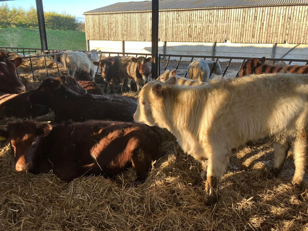 🚨 For Sale 40 Shorthorn/ Saler Heifers 🚨

•40 Shorthorn/ Saler Heifers,
•12 -15 months,
•📍 TB 4,
•Approx. 370kg