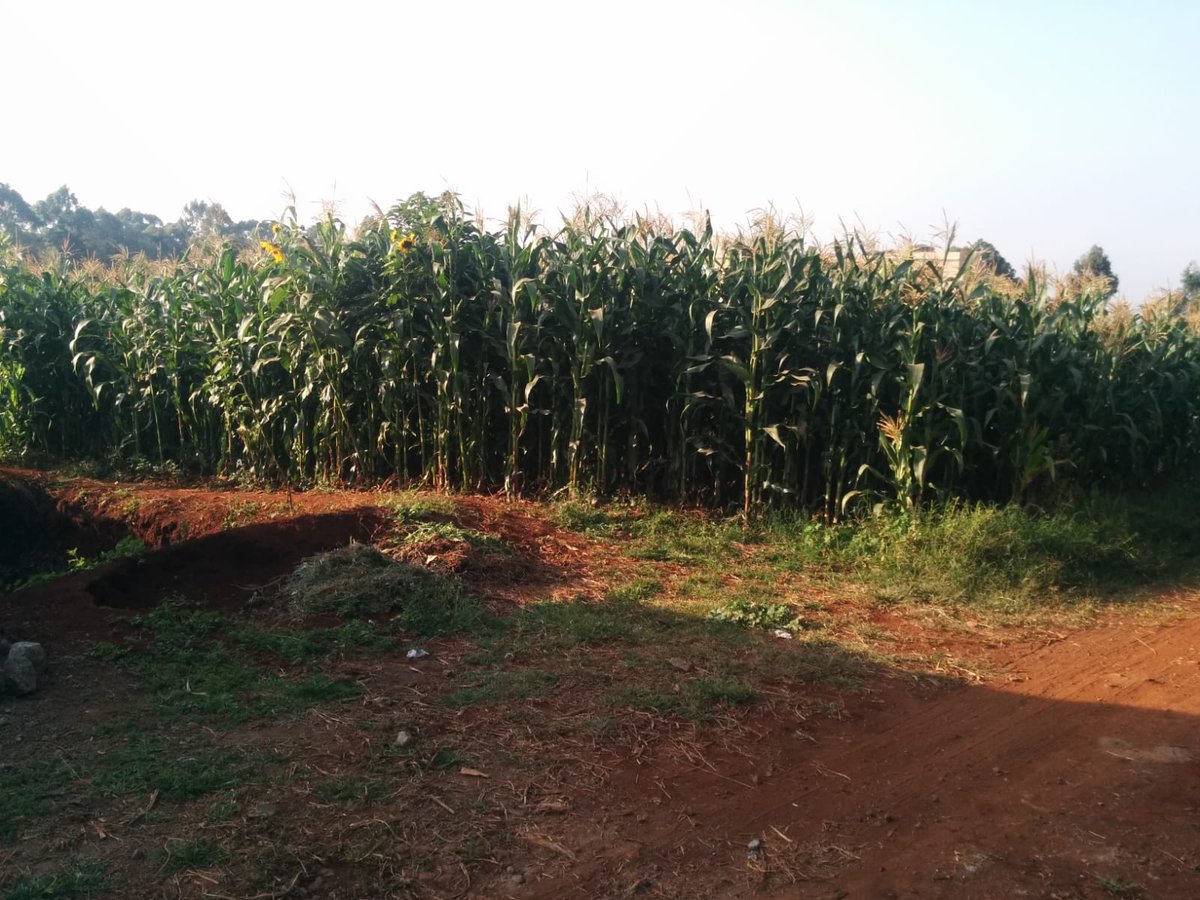 SVL_Ke's tweet photo. Prime 1/2 Acre Parcel located in Gikambura. Asking Price. Kshs. 18M For more information contact us on +254 720 339 457 | 722 295 694 | 794 205 382 #airbnb #CCTV #shaffieweru #ndindinyoro #baba #EPRA #Gachagua https://t.co/iiOSy4YWx6