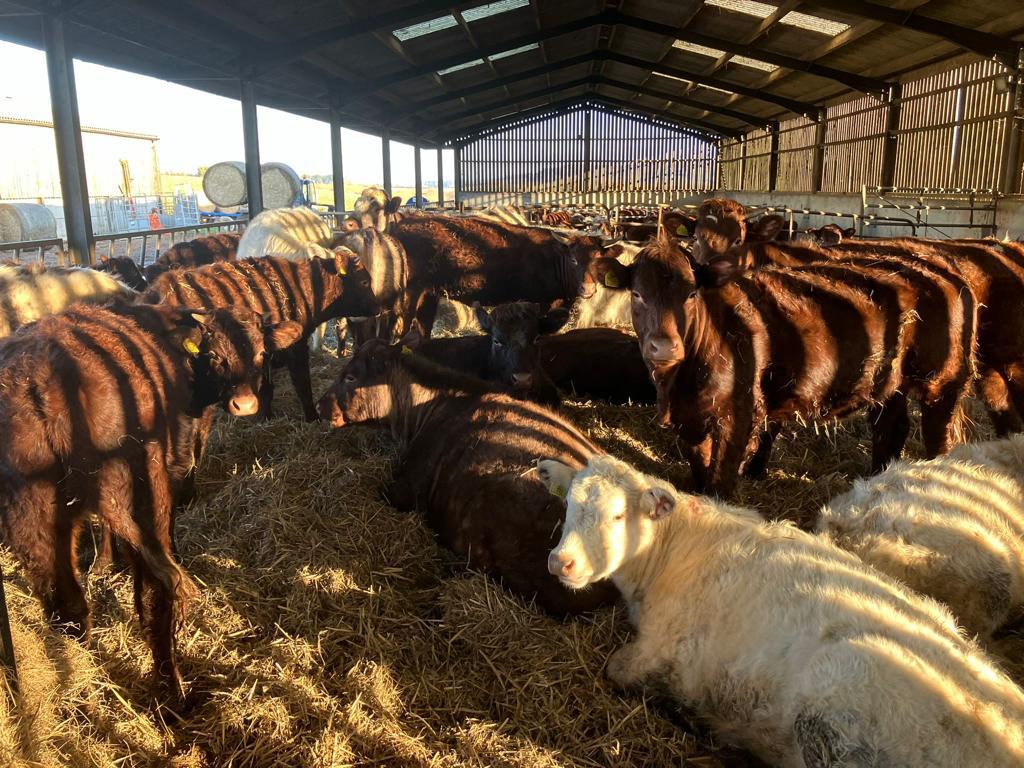 Meadow Quality Ltd tweet media