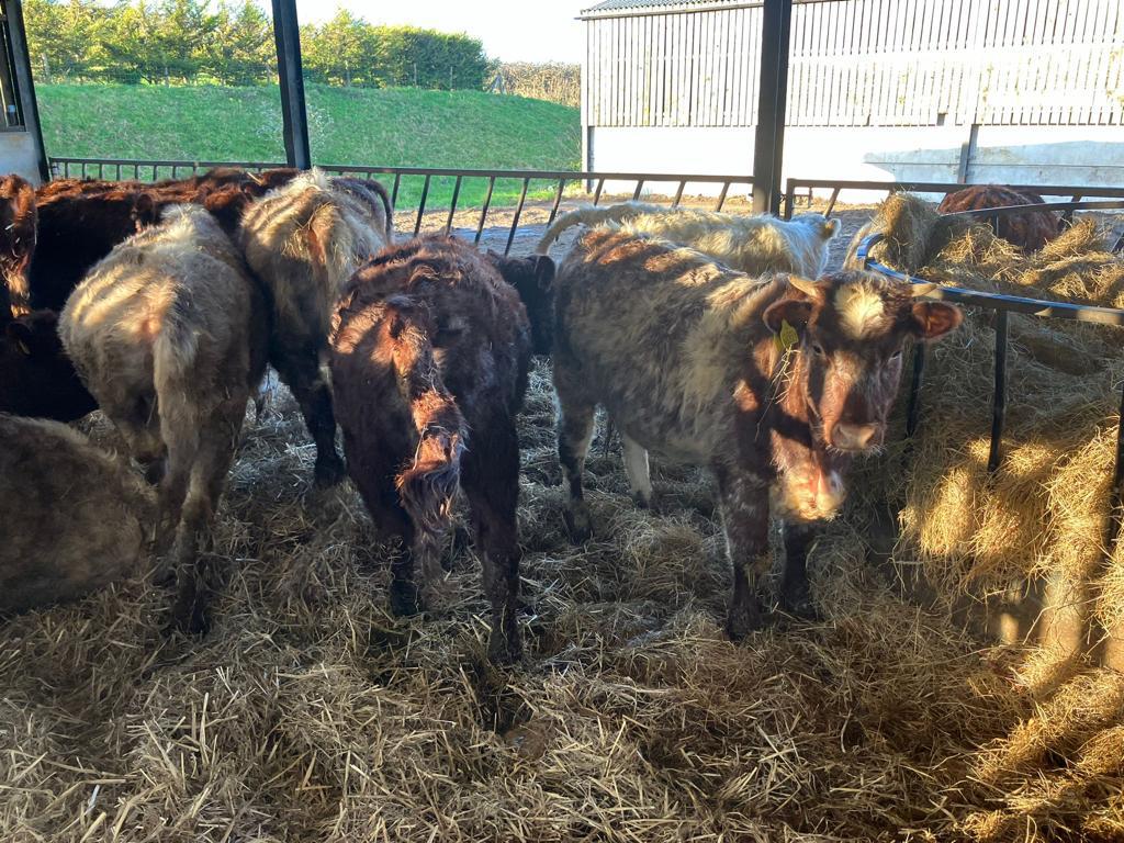 Meadow Quality Ltd tweet media