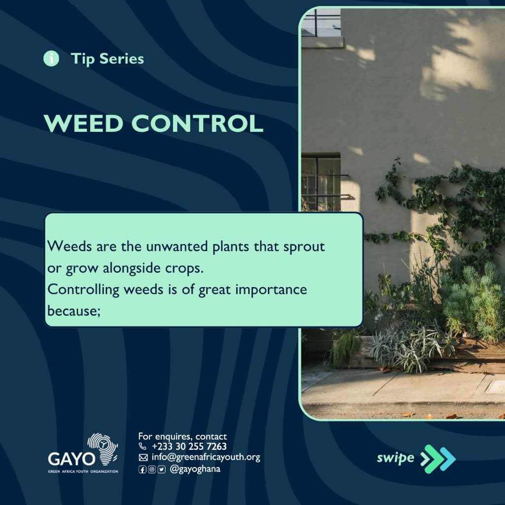 zerowaste_233's tweet photo. Maintaining a flourishing  garden with effective weed control requires an effective strategy to prevent  the growth of invasive weeds. Embrace a weed-free haven by using eco-friendly methods and regular maintenance.
#urbangardening 
#zerowaste
#GAYO
#zerowasteambassadors https://t.co/DsA8kDDzT8