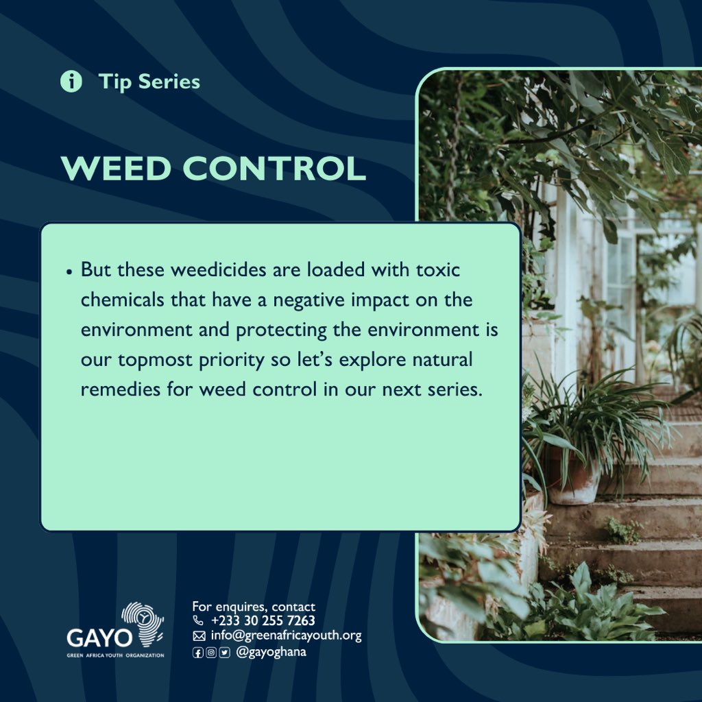 zerowaste_233's tweet photo. Maintaining a flourishing  garden with effective weed control requires an effective strategy to prevent  the growth of invasive weeds. Embrace a weed-free haven by using eco-friendly methods and regular maintenance.
#urbangardening 
#zerowaste
#GAYO
#zerowasteambassadors https://t.co/DsA8kDDzT8