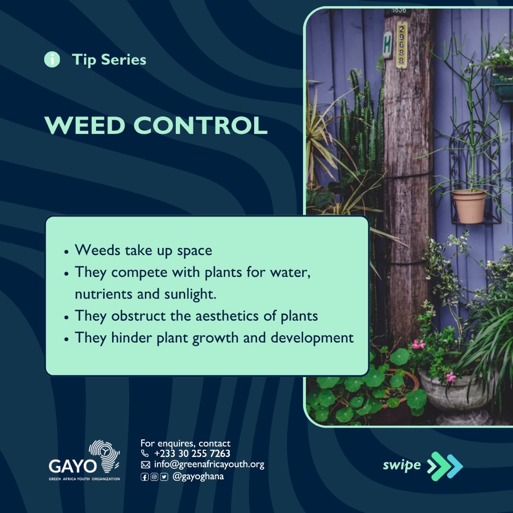 zerowaste_233's tweet photo. Maintaining a flourishing  garden with effective weed control requires an effective strategy to prevent  the growth of invasive weeds. Embrace a weed-free haven by using eco-friendly methods and regular maintenance.
#urbangardening 
#zerowaste
#GAYO
#zerowasteambassadors https://t.co/DsA8kDDzT8