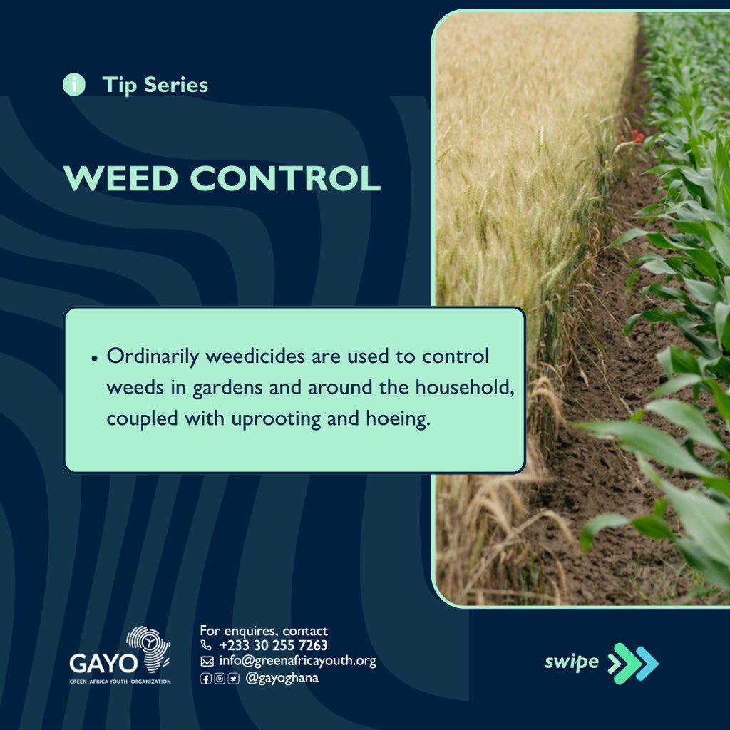 zerowaste_233's tweet photo. Maintaining a flourishing  garden with effective weed control requires an effective strategy to prevent  the growth of invasive weeds. Embrace a weed-free haven by using eco-friendly methods and regular maintenance.
#urbangardening 
#zerowaste
#GAYO
#zerowasteambassadors https://t.co/DsA8kDDzT8