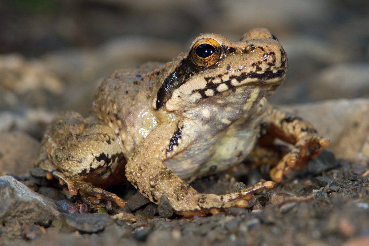 A recent study in Nature Ecology & Evolution emphasizes the importance of #monitoring #genetic variation, including in marginal areas. This broad monitoring helps predict #climatechange effects and improves #conservation Read more nature.com/articles/s4155… @gbike_cost @si_upr