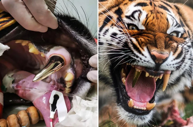🦴This tiger was given a gold tooth after cracking it in an accident
Context/Details below comments section👇👇