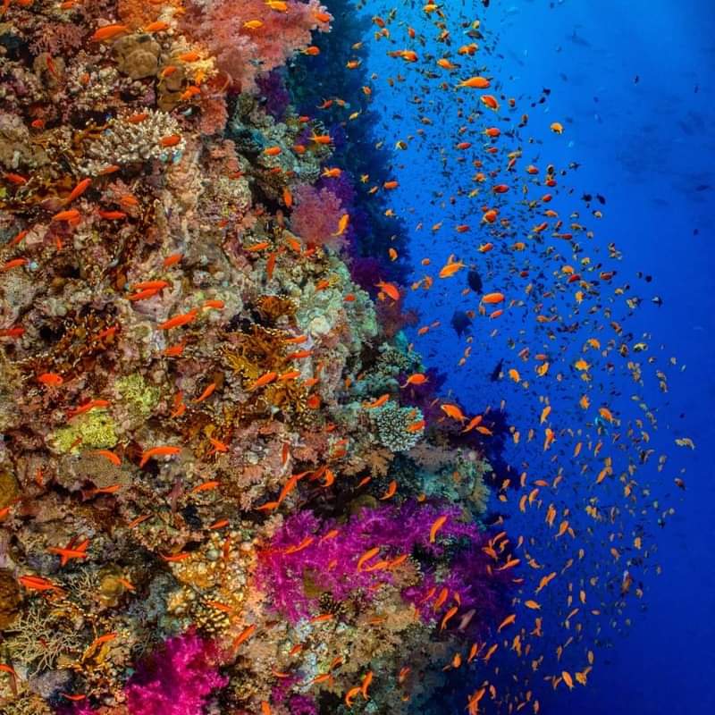 Saroou_a's tweet photo. Egyptian red sea 🪸🐚🦑🪼🐠🐡 https://t.co/Xp5sfNy6HN
