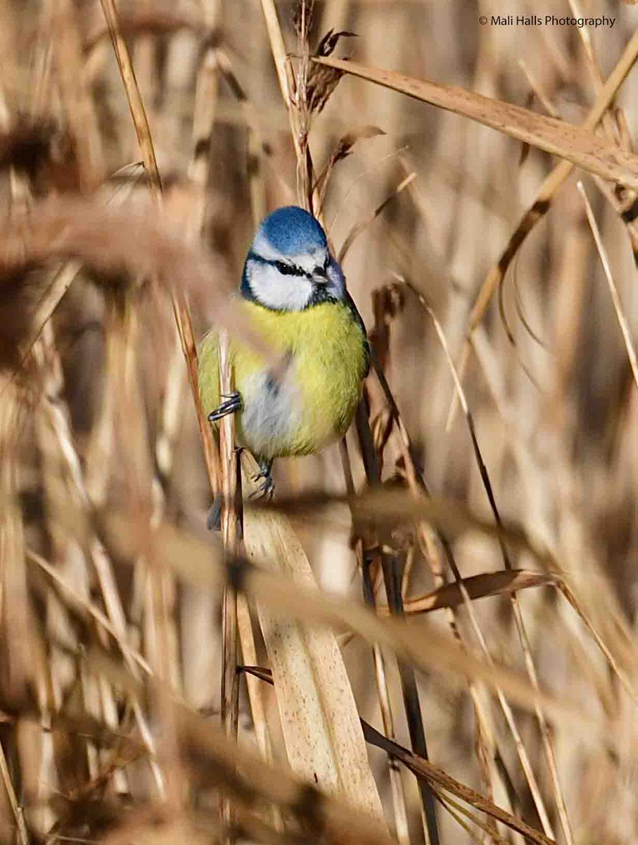 MaliHalls's tweet photo. Blue Tit.

In the reeds.

#BirdTwitter #Nature #Photography #wildlife #birds #TwitterNatureCommunity #birding #NaturePhotography #birdphotography #WildlifePhotography #Nikon https://t.co/iW1El670xu