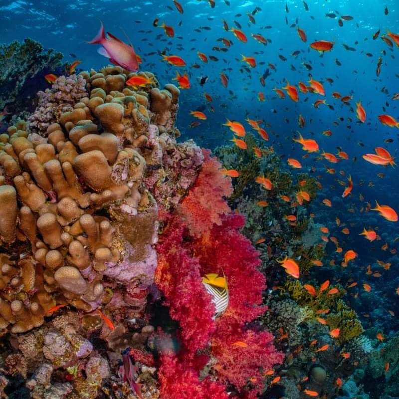 Saroou_a's tweet photo. Egyptian red sea 🪸🐚🦑🪼🐠🐡 https://t.co/Xp5sfNy6HN