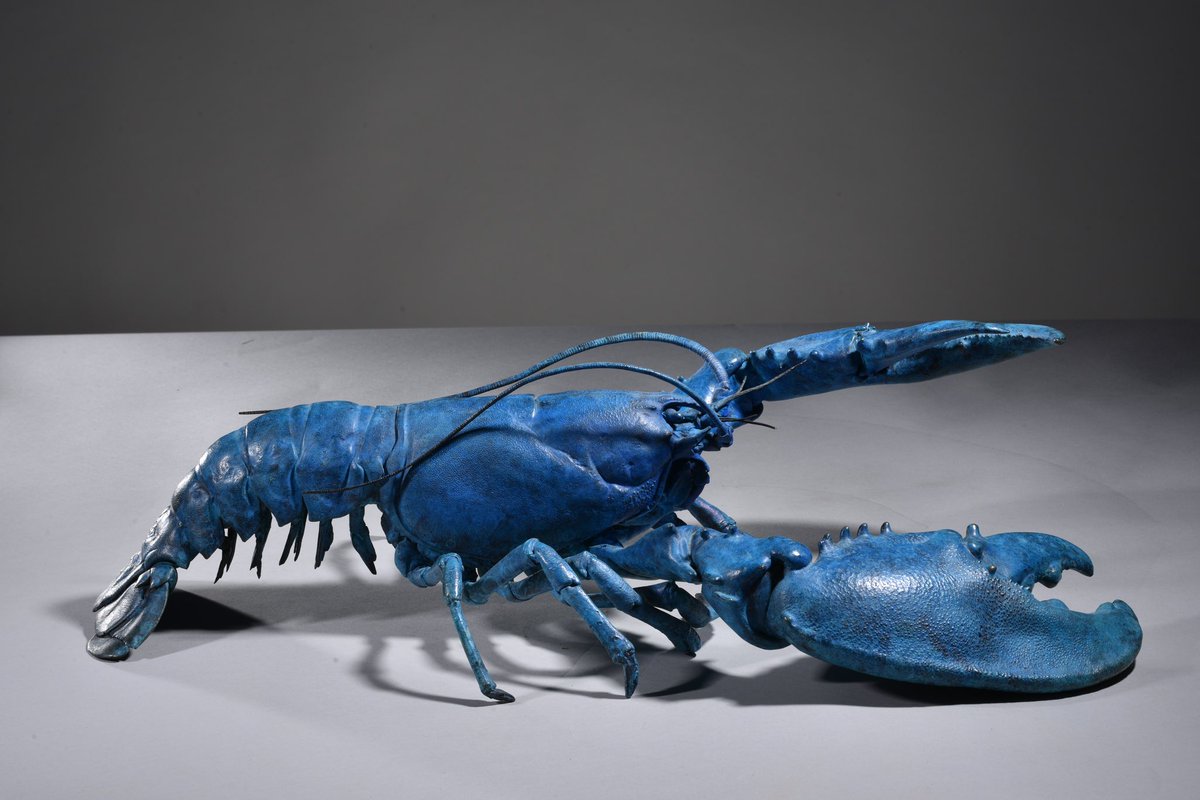 Lobster 2023

hamishmackie.com/sculptures/lob…

#lobster #bluelobster #marinelife #marinecreatures #marineanimals #oceanlife #oceancreatures #oceananimals #sealife #seacreatures #seaanimals #underwater #underthesea #crustacean  #sculpture #artwork #ArtistOnX