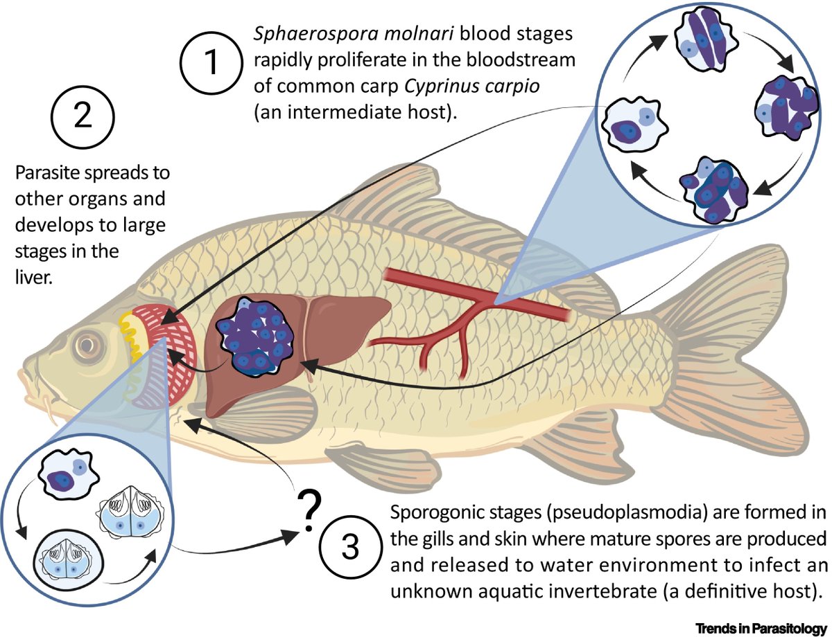 TrendsParasitol's tweet photo. New Parasite of the Month: #Sphaerospora #molnari, a myxozoan parasite & the causative agent of gill, skin & blood #sphaerosporosis of common #carp #Cyprinus #carpio in Europe, authored by Tamás Dobai & Pavla Bartošová-Sojková. @BiologyCentre @CzechAcademy
https://t.co/AawAGKvkek https://t.co/XnA3vMj5Zw