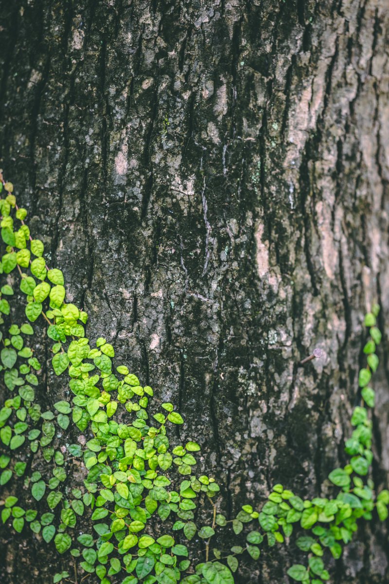 Cederfjärd tweet media