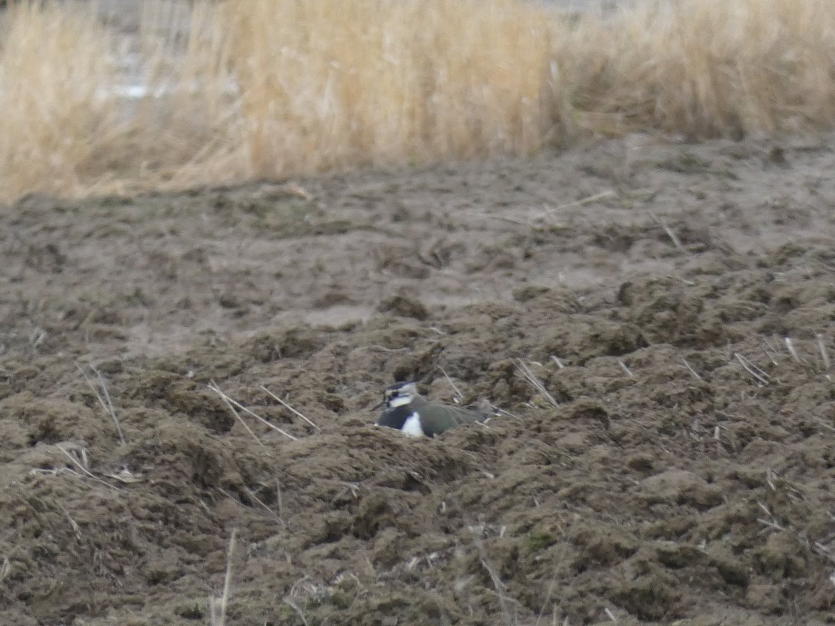 Miguel Silva-Monteiro tweet media