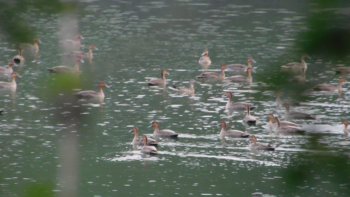mijonannecortez's tweet photo. [ASIAN WATERBIRD CENSUS 2024]

Philippine Duck (Anas luzonica)

Photos taken in Sual, Pangasinan (Minolta MN35Z)

#birdphotography #BirdsOfTwitter #birdwatching #AWC #AsianWaterbirdCensus #WBCP #WildBirdClubofthePhilippines https://t.co/8e4vFViBLi