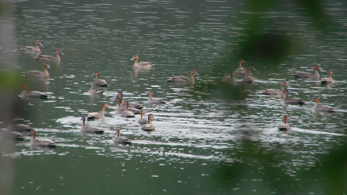 mijonannecortez's tweet photo. [ASIAN WATERBIRD CENSUS 2024]

Philippine Duck (Anas luzonica)

Photos taken in Sual, Pangasinan (Minolta MN35Z)

#birdphotography #BirdsOfTwitter #birdwatching #AWC #AsianWaterbirdCensus #WBCP #WildBirdClubofthePhilippines https://t.co/8e4vFViBLi