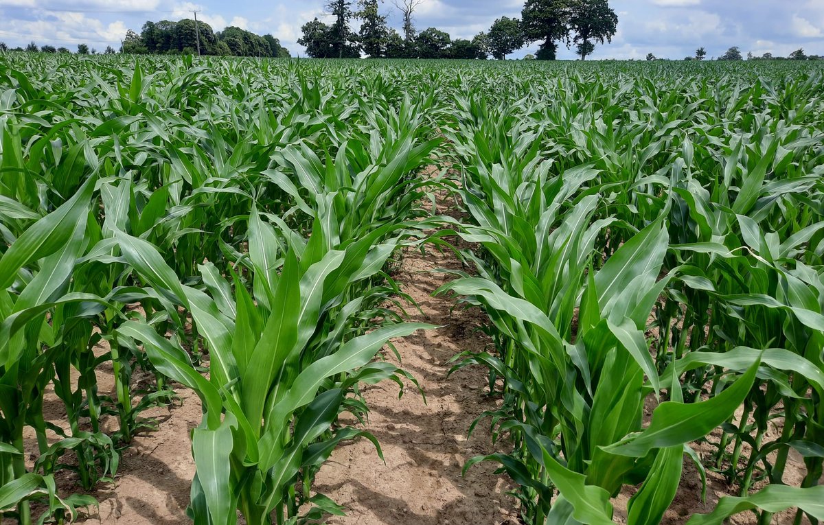 Arvalis a publié ses préconisations variétales pour les semis #maïs 2024.

Les hybrides 🌽 ADVANTA sont à nouveau au rendez-vous avec :
✔ 4 hybrides cités en fourrage du S1 au S3 
✔ 2 variétés grain en G0.

Ces listes sont consultables par région sur le site <a href="/Arvalisofficiel/">ARVALIS</a>  :