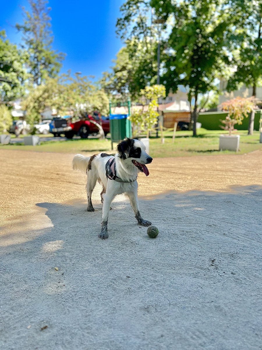 alexungarp's tweet photo. ¡Es lunes! Hoy vamos a:
1. Afrontar el día con entusiasmo.
2. Amarnos y cuidarnos.
3. Agradecer.
4. Cambiar el "tener que" por el "llegar a".
5. Ser una bendición.
6. Liderar de manera positiva.
7. Ofrecer lo mejor de nosotros.
8. Centrarnos en nuestro PORQUÉ.
9. Jugar a ganar. https://t.co/b9cCPf26Uh