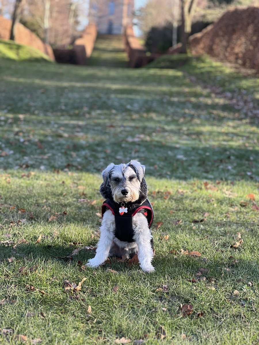Arthur Schnauzer tweet media