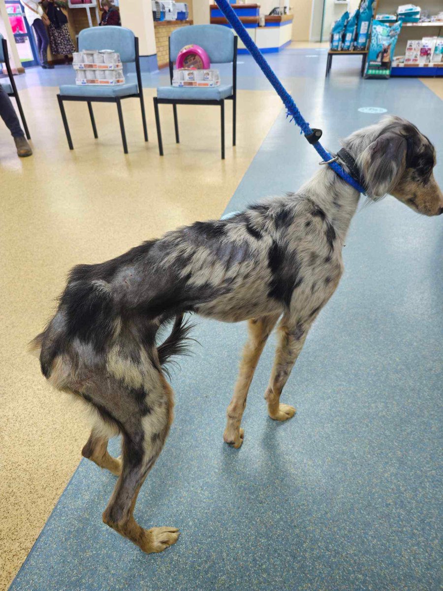 Animal Adoptions UK 🐕‍🦺🐈🐎❤️ tweet media