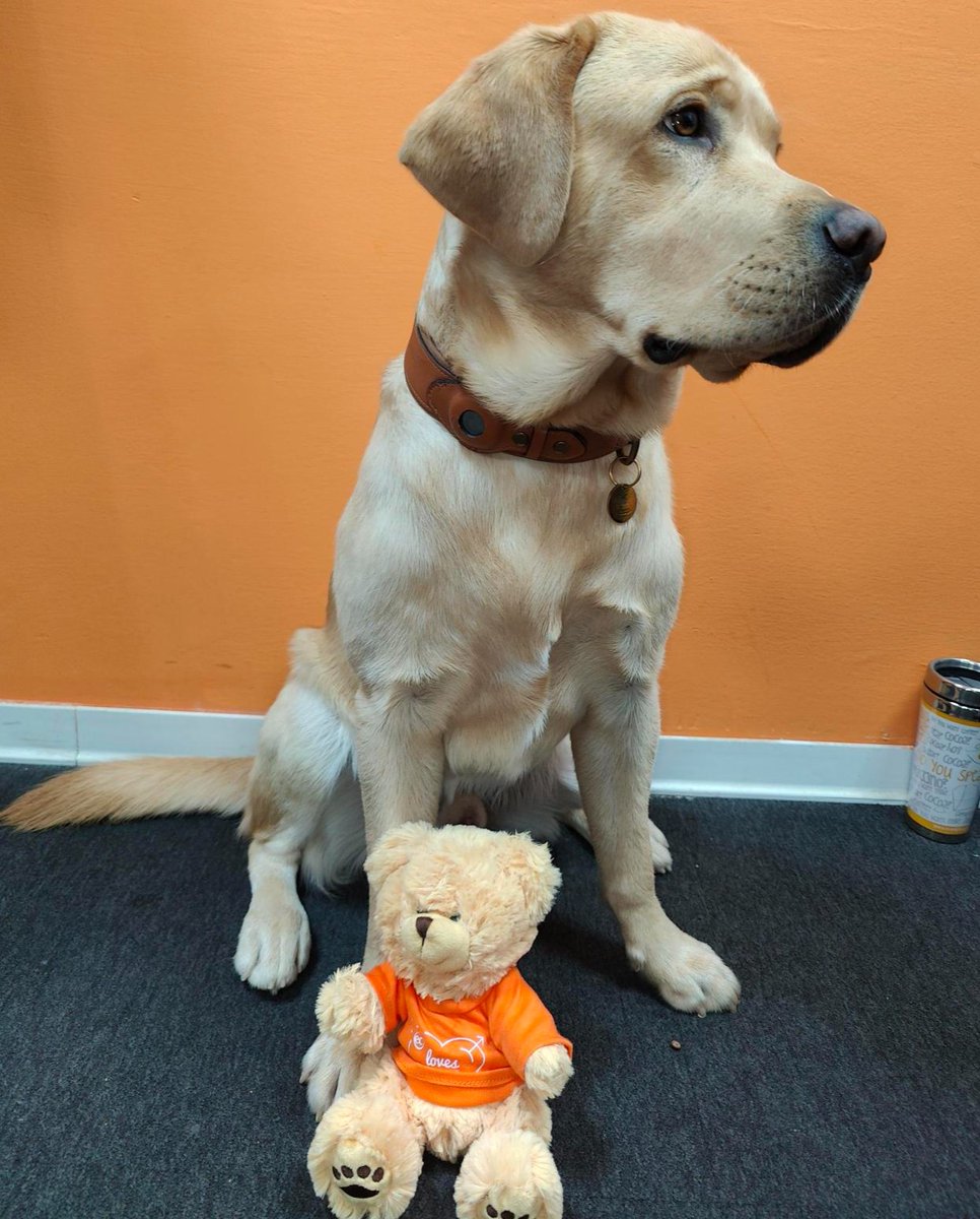 ECEnglish's tweet photo. Our newest intern Macky is settling in very well 🐶

Macky's current duties in his role include:
- Boosting team morale ⬆️
- Finding the comfiest spots to nap 💤
- Testing out the latest dog toys 🧸
- Being the goodest boy 🥰

#studyabroad #learnenglish #dogs #doglife #ecenglish https://t.co/9eozaAFcXL