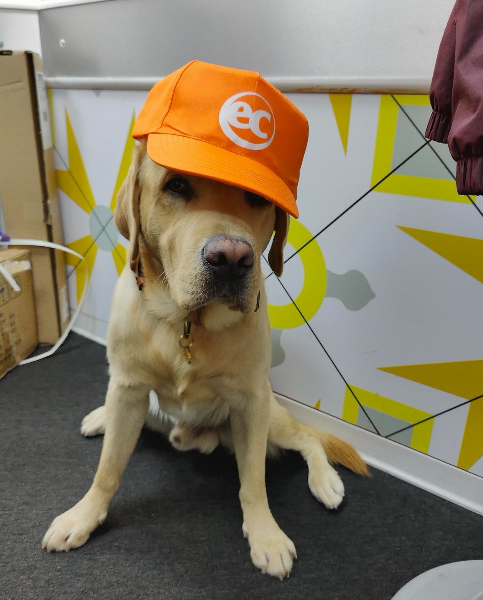 ECEnglish's tweet photo. Our newest intern Macky is settling in very well 🐶

Macky's current duties in his role include:
- Boosting team morale ⬆️
- Finding the comfiest spots to nap 💤
- Testing out the latest dog toys 🧸
- Being the goodest boy 🥰

#studyabroad #learnenglish #dogs #doglife #ecenglish https://t.co/9eozaAFcXL