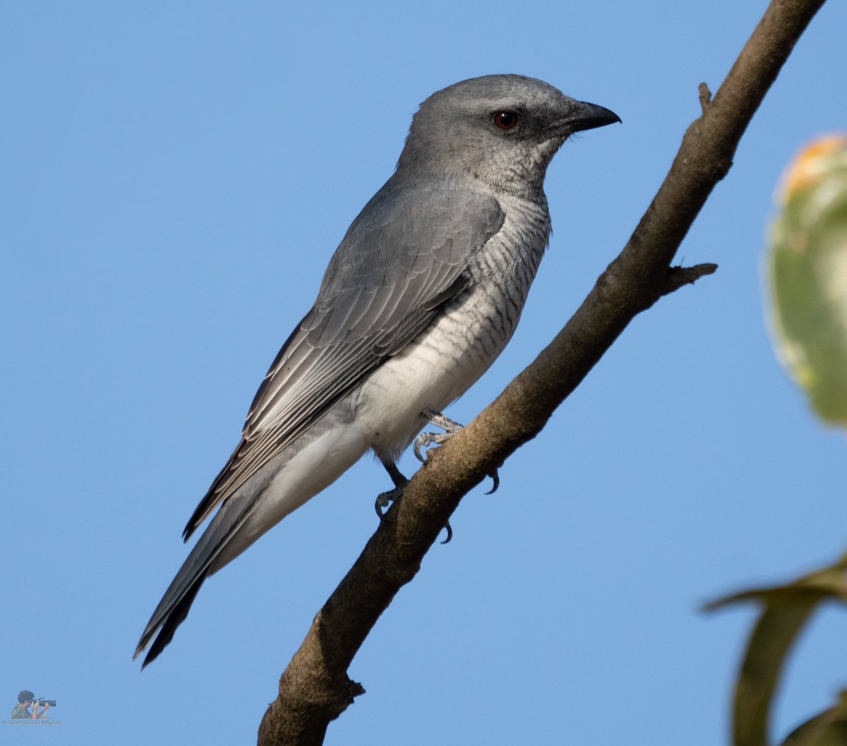 AganitRaviSashi's tweet photo. A handsome looking Large or Indian Cuckooshrike...contrary to their name, cuckooshrikes are neither cuckoos nor shrikes, but called so due to closely resembling the two types. They are also known as graybirds.
#IndiAves #birdsof https://t.co/8jJNpSkdIV