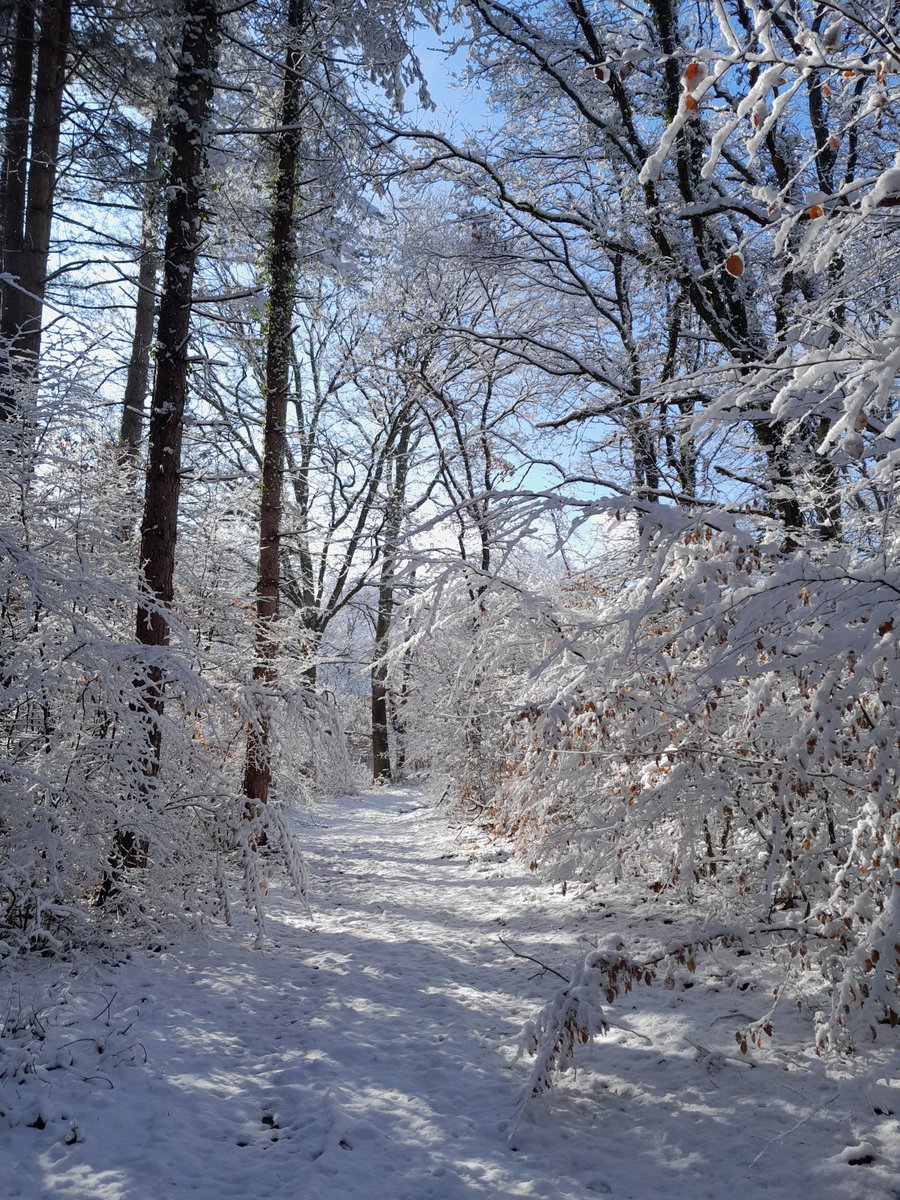 Aujourd'hui est le #BlueMonday ! Jour considéré comme le plus "déprimant" de l'année. Petit remède en cas de coup de blues 👉 des balades en forêts 🇫🇷 aussi belles que diversifiées, ça fait toujours du bien 🌲🌳💚. Bonus 🤫 : prendre un bon ☕️ dans un cadre chaleureux en bois 😉