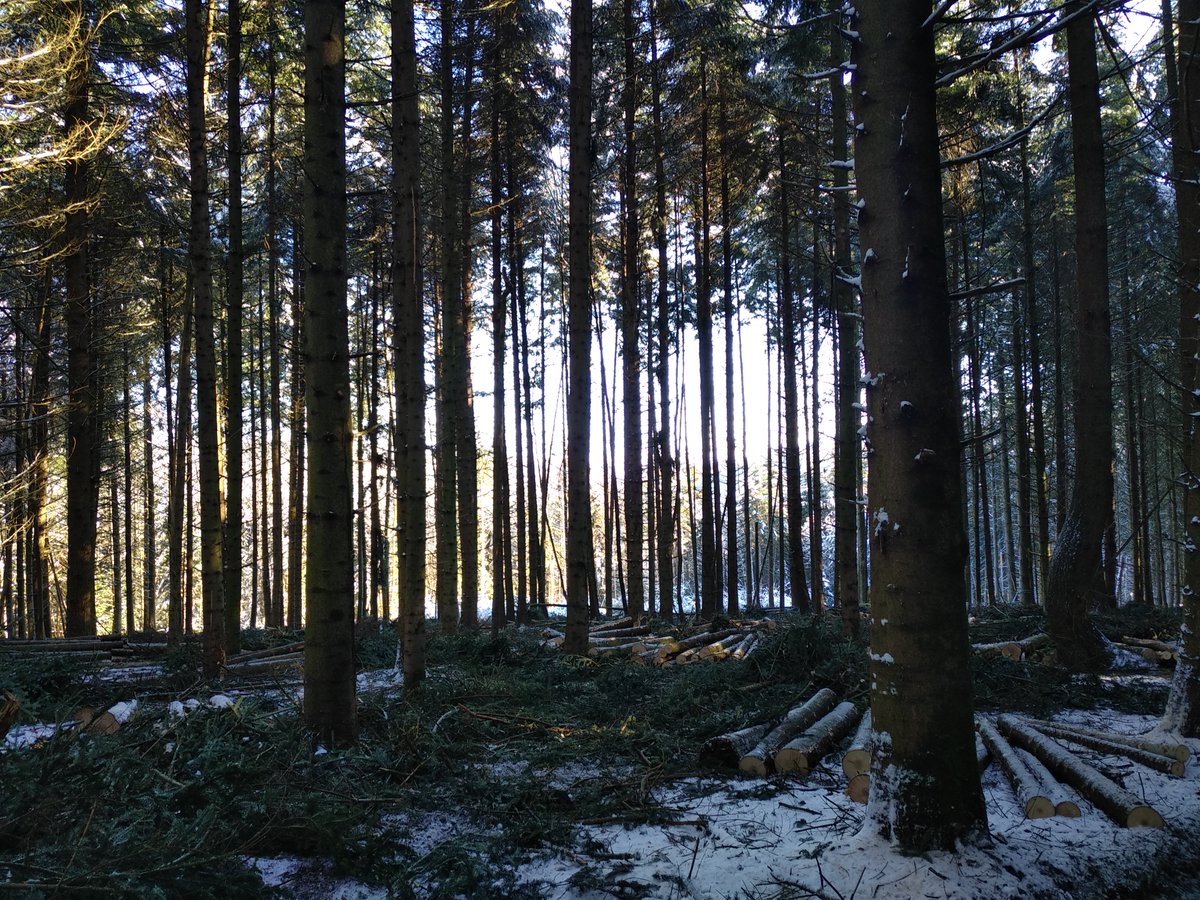 UCFFcoop's tweet photo. Aujourd'hui est le #BlueMonday ! Jour considéré comme le plus "déprimant" de l'année. Petit remède en cas de coup de blues 👉 des balades en forêts 🇫🇷 aussi belles que diversifiées, ça fait toujours du bien 🌲🌳💚. Bonus 🤫 : prendre un bon ☕️ dans un cadre chaleureux en bois 😉 https://t.co/Tc1b1bzq52