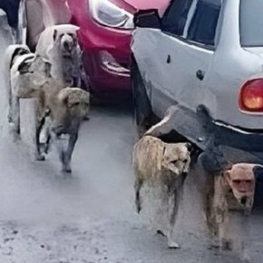hughugkusu's tweet photo. Yahu vatandaş, yapay zeka kullanarak yalan haber yapacaksın, bari bunun iyisini kullan. Paralısı var bunun, biraz daha inandırıcı oluyor. Bu nedir Allah'ını seversen? https://t.co/nUuZLE7Y57