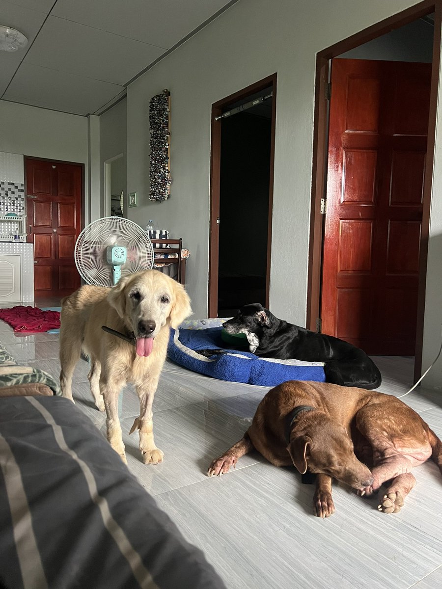 NiallHarbison's tweet photo. @partyhuetchen Very hard and this one hit really hard as the house is empty now and no little steps pottering around. But they all had great ends to life and there’s plenty more to help… after a couple of good nights sleep first 😅 https://t.co/oJ0Ds437b0