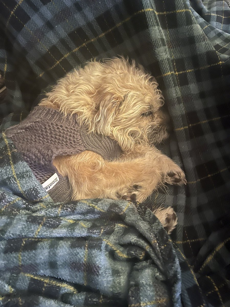 Who treats dogs like babies? Stupid people 😂🤍

#dogs #animal #AnimalRights #dog