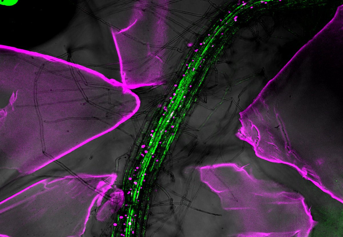 Microfluidics, transparent soil fabrication, live imaging, root microbe interactions.  We have an 1 year position available. Please contact me as soon as possible!