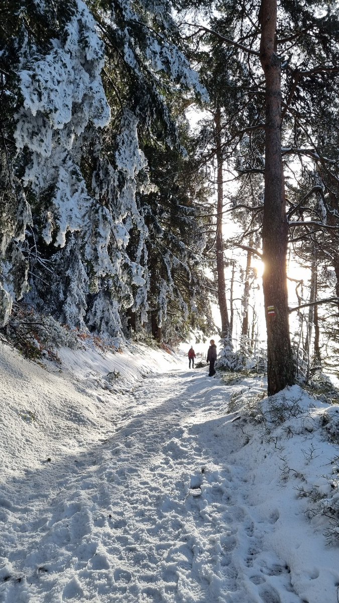 Comme un remède au #bluemonday on a ce superbe moment pris ce week-end lors d'une rando dans le #Pilat ❄️ à quelques minutes de Saint-Etienne 💚
.
#Loire