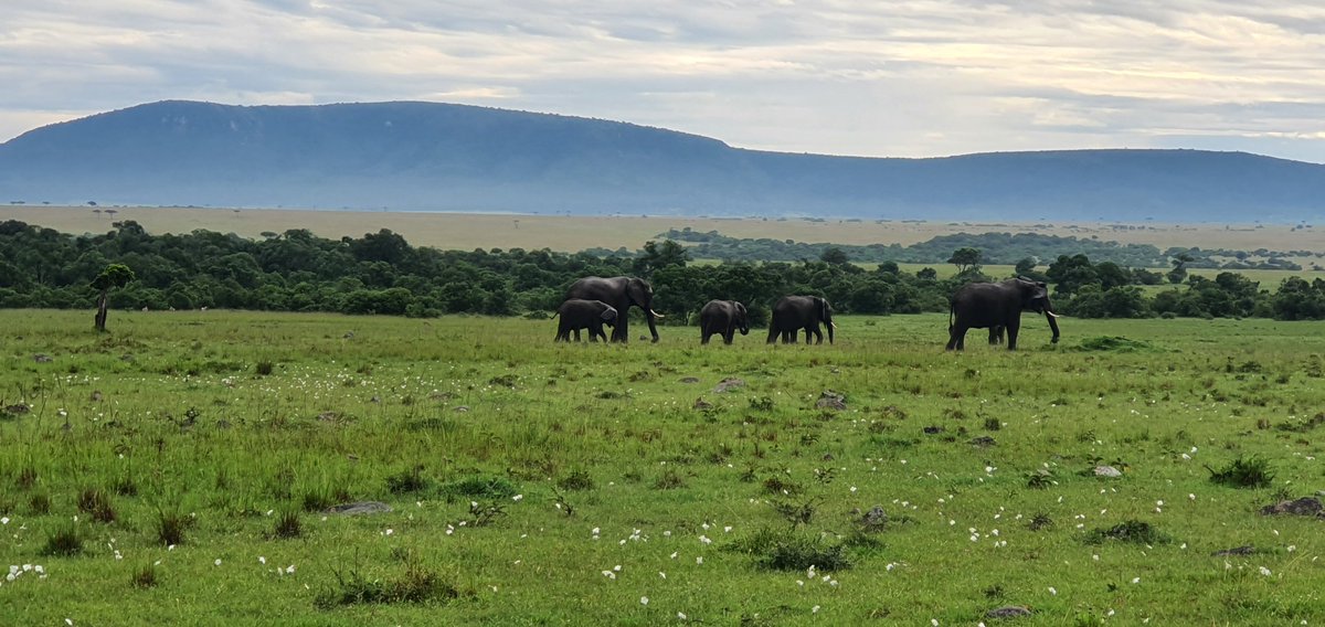 Wwangechi_leah's tweet photo. We are exited to join our lead partner @MConservancies  for the new initiative that will focus on Conservation, Economic Development &amp; Women's Empowerment. Together, we aim to reduce discriminatory/harmful  social norms &amp; practices in the Mara landscape. https://t.co/kGpZUBnIVc