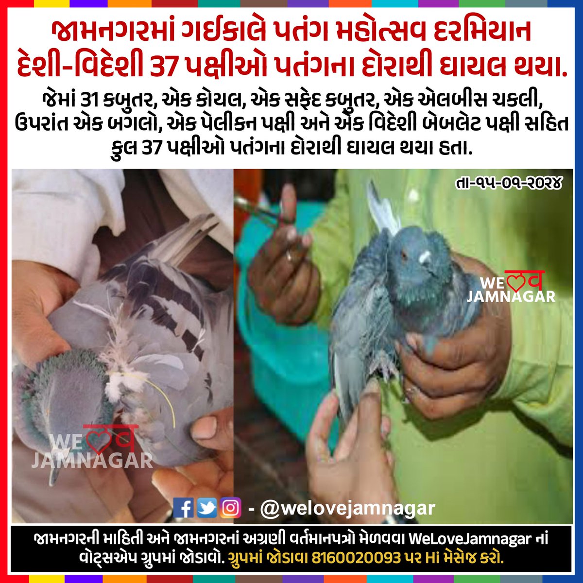 WeLoveJamnagar's tweet photo. જામનગરમાં ગઈકાલે પતંગ મહોત્સવ દરમિયાન દેશી વિદેશી 37 પક્ષીઓ પતંગના દોરાથી ઘાયલ થયા.

#Jamnagar #WeLoveJamnagar #utrayan2024 #MakaraSankranti https://t.co/yscVB7S5qn