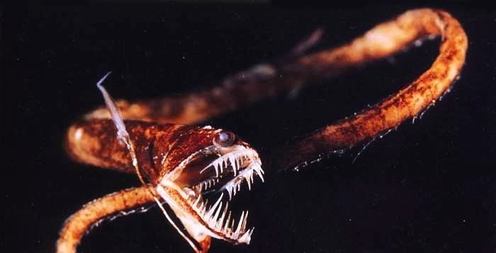 Biólogos marinos lograron capturar por primera vez a los aterradores dragones negros del Pacífico (Idiacanthus antrostomus) que son capaces de desaparecer. Viven en las profundidades  y absorben el 95% de la luz, adquiriendo un color ultra negro y siendo casi invisibles.