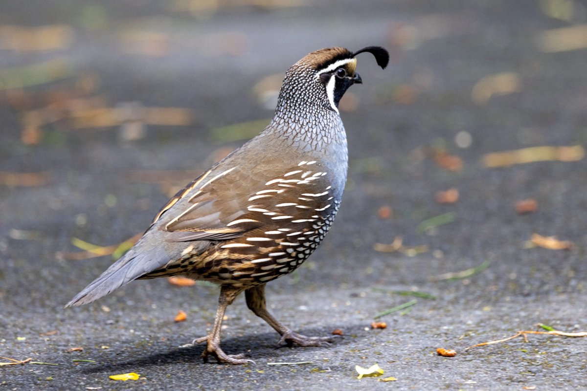 QuailManPerry's tweet photo. Quail Breeds: Choosing the Right Ones for Your Backyard https://t.co/A60NnI0I3P https://t.co/faD8jWIAal