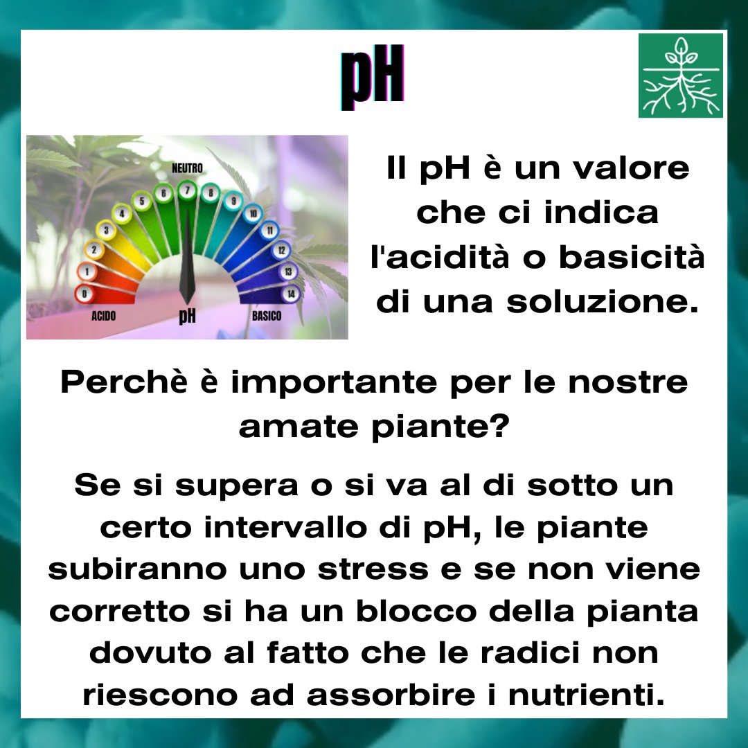GrowWeCesena's tweet image. Ti sei mai chiesto cosa comporta non misurare il pH della soluzione nutritiva delle tue piante?
In questo post scoprirai la risposta!

wegrowcesena.it 
📍Piazza dei Partigiani, 18, Cesena 📍

#WeGrow #pH #pHtester #coltivazione #growbox #idroponica #orticoltura