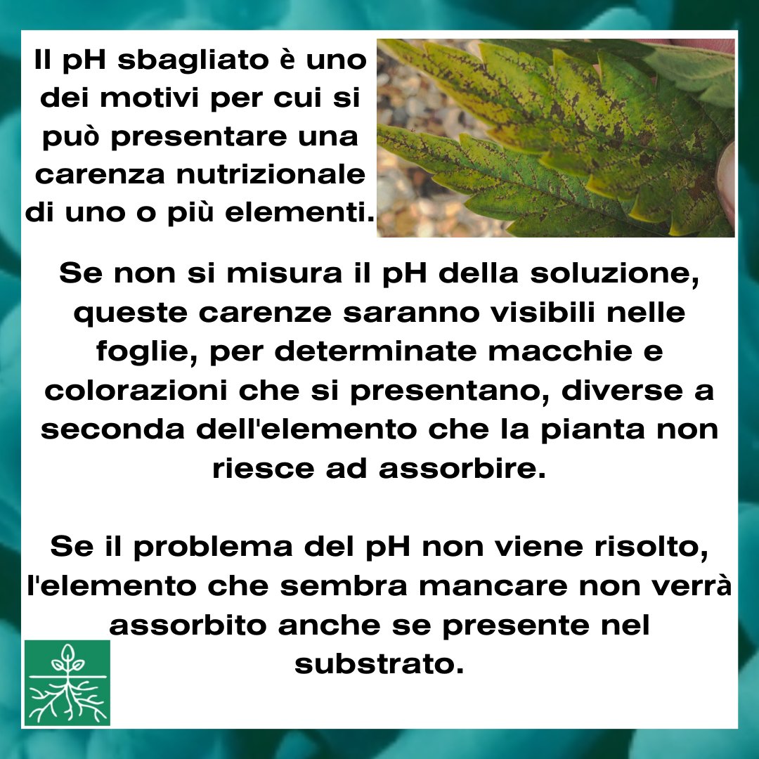 GrowWeCesena's tweet image. Ti sei mai chiesto cosa comporta non misurare il pH della soluzione nutritiva delle tue piante?
In questo post scoprirai la risposta!

wegrowcesena.it 
📍Piazza dei Partigiani, 18, Cesena 📍

#WeGrow #pH #pHtester #coltivazione #growbox #idroponica #orticoltura