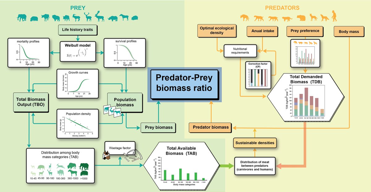 It has been an absolute pleasure to work on the figures in this article! A work with researchers from <a href="/CENIEH/">CENIEH</a>,<a href="/unicomplutense/">Complutense</a> and Centro Mixto UCM-ISCIII de Evolución y Comportamiento Humanos.

Take a look: sciencedirect.com/science/articl…