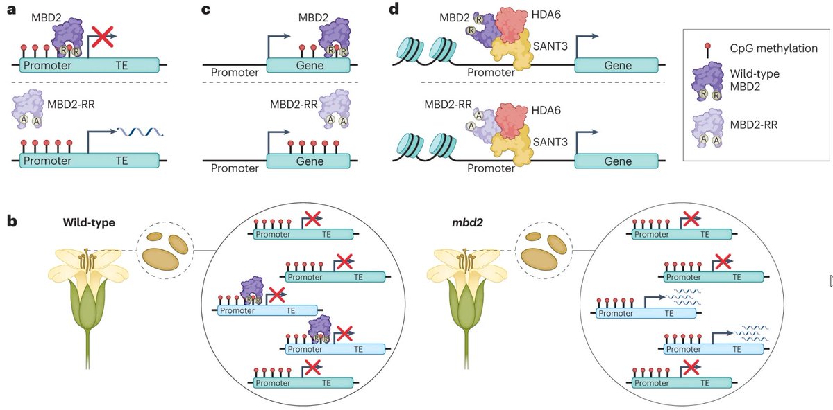 NaturePlants's tweet photo. New OA Letter: "MBD2 couples DNA methylation to transposable element silencing during male gametogenesis" https://t.co/oFGMQbD2dz

With News &amp; Views: "Gene silencing: Reading banned regions of genomes" https://t.co/LdKlO3s7A0 https://t.co/1enLiXVQHj