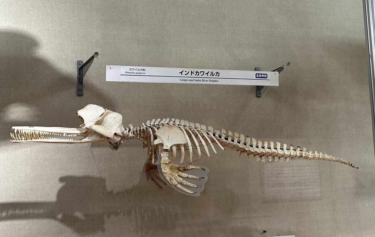 カワイルカ科は頭骨の形状が面白くて好きです、歯の数的にインダス