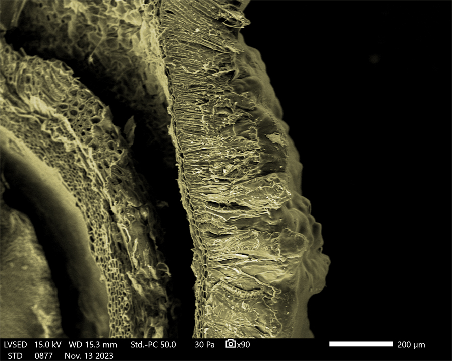 When life gives you lemons 🍋, put them in an SEM... For this week's #MicroscopyMonday, we wanted to share an image we took of a lemon pip on our @JEOLEUROPE IT510 LV SEM! #ElectronMicroscopy #Biology #Lemon