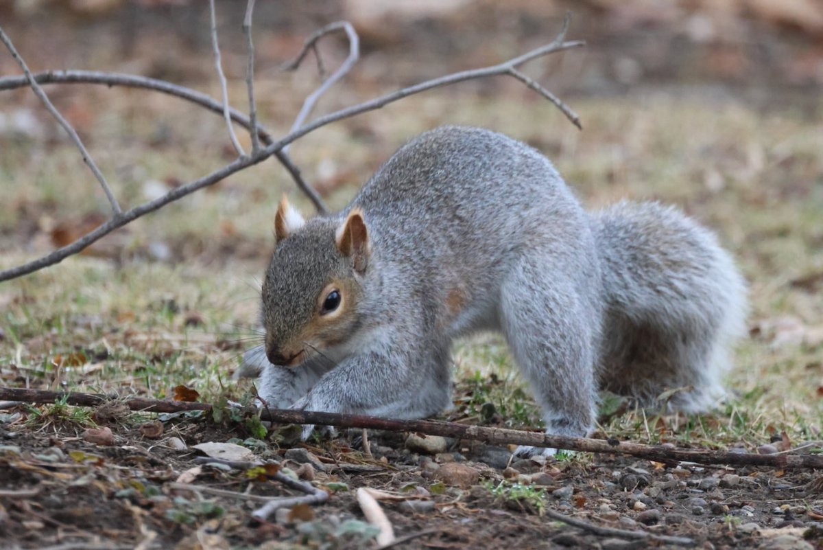 sciuridaely's tweet photo. It's going to be a great week for nut gathering!

When the week starts on #Sciuridae, make sure no one saw where you hide your secret stash. 🤫

Every day is #Sciuridae!

#fightlikeasquirrel #SquirrelStrong 🐿️💪#SaveGreySquirrelUK #SquirrelScrolling #squirrel #Eichhörnchen https://t.co/8CenoSmefp