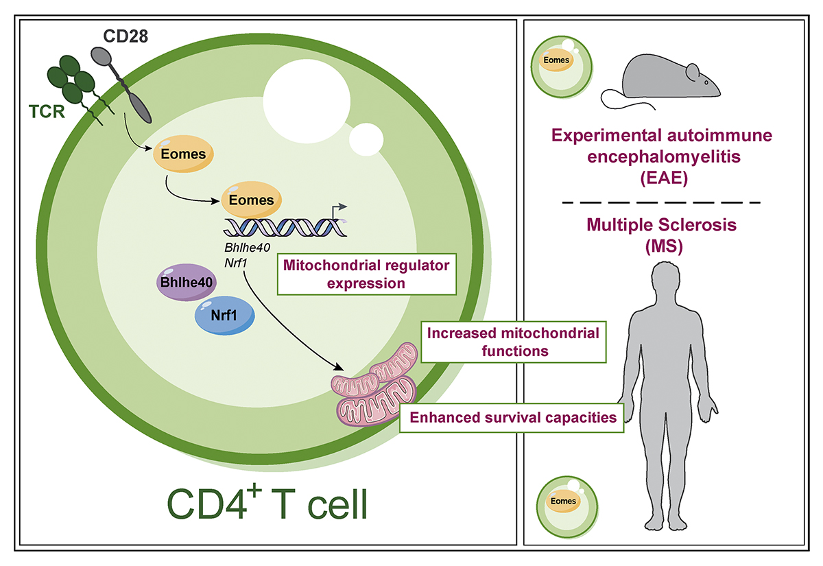 Journal of Experimental Medicine tweet media