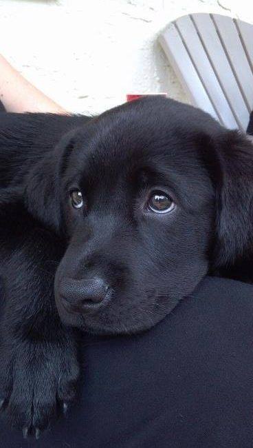 animal__passion's tweet photo. Pas d'amis pour me souhaiter un joyeux anniversaire.. Parce que je ne suis qu'un chiot noir 💔 je me sens seul 😭 https://t.co/DXVt5BKKig