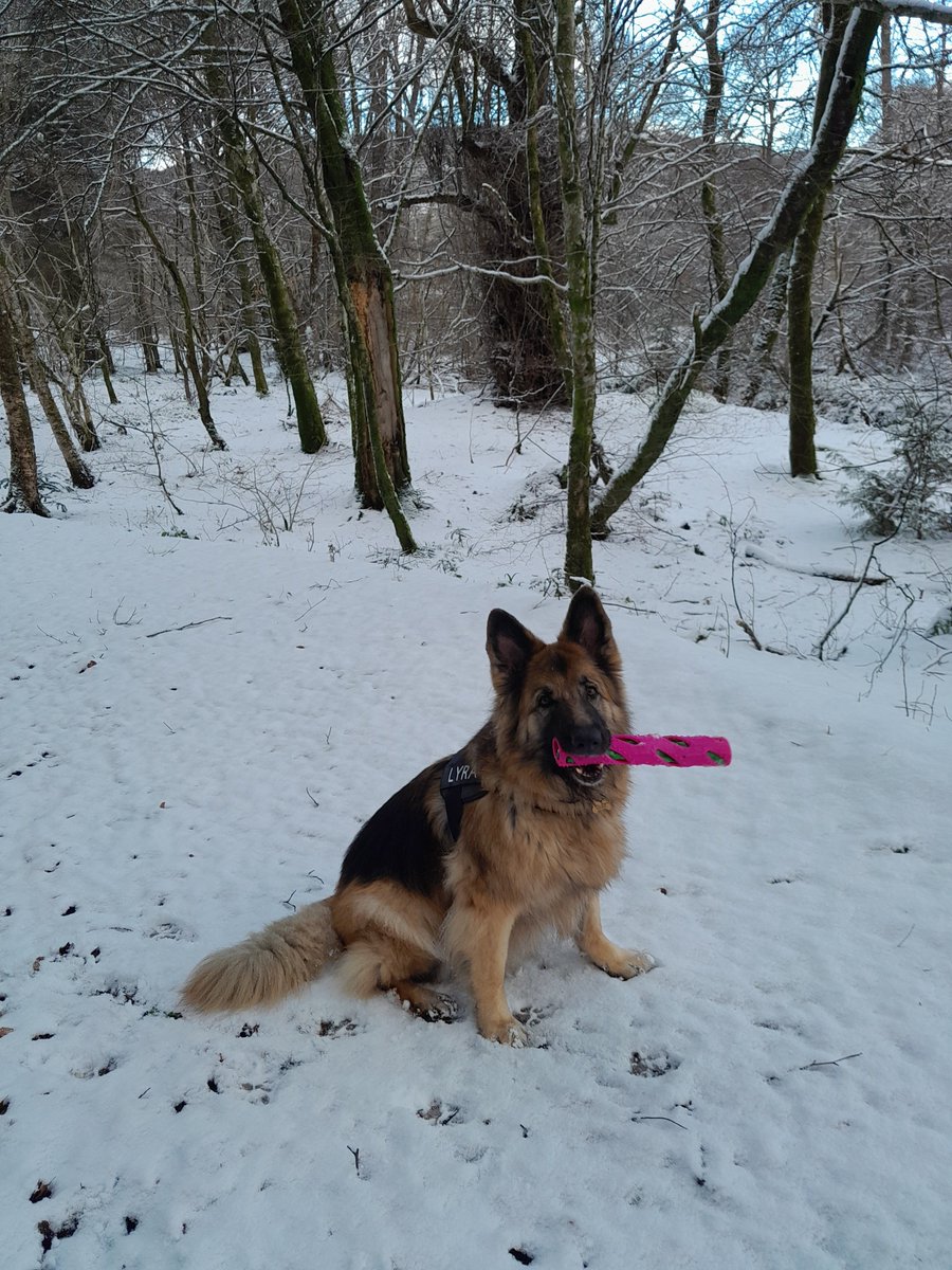 We did venture out & it was lovely. Lyra enjoyed herself 'looking after' all the kids on sledges and batting the snowballs back at everyone!